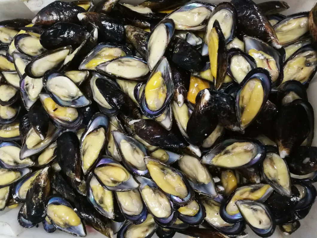 Frozen Aquatic Food High Quality Half-Shell Mussel for Export