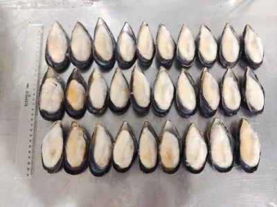 Frozen Aquatic Food High Quality Half-Shell Mussel for Export