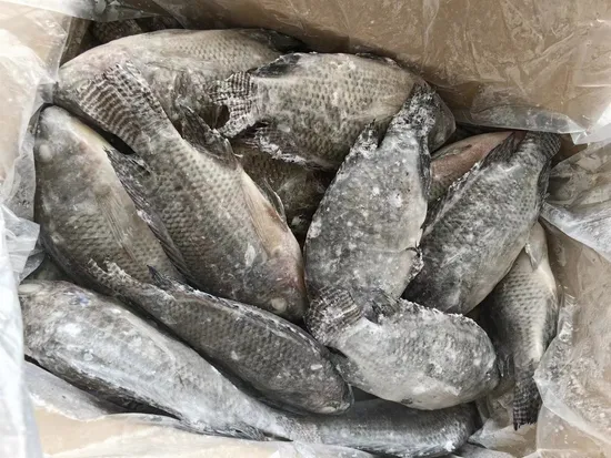 Frozen Whole Round Black Tilapia Fish