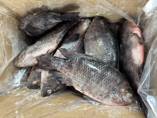 Frozen Whole Round Black Tilapia Fish
