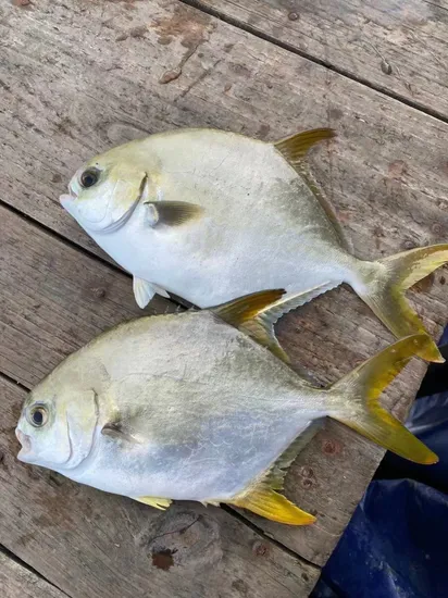 Seafood Pollock Mackerel Whole Round Frozen Golden Pompano/ Frozen Golden Pomfret Fish
