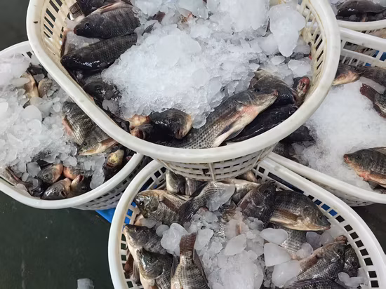 Frozen Whole Round Black Tilapia Fish