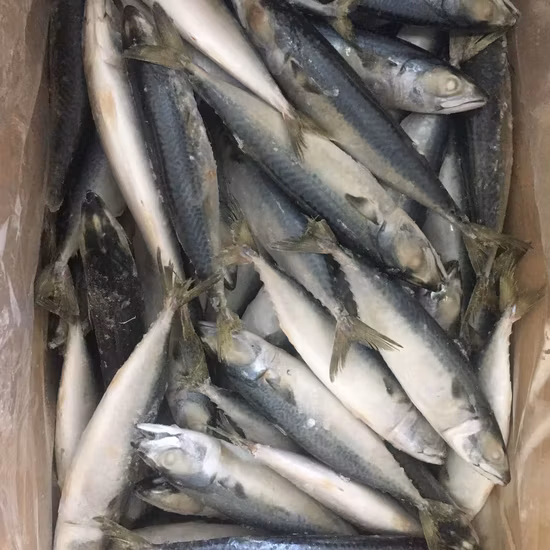 High Quality Delicious Frozen Capelin Frozen Fish Wholesale Mallotus Villosus