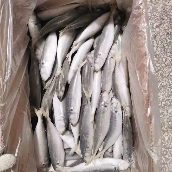 Whole Round Best Quality Frozen Pacific Mackerel Scomber Japonicus