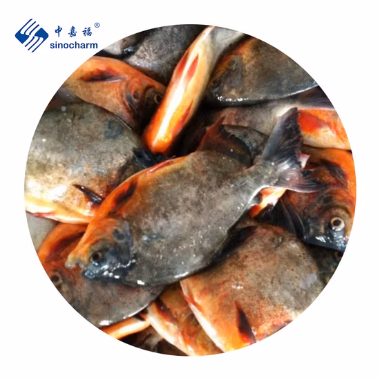 Frozen Red Pacu Pomfret Rouge Frozen Red Pomfret Fish Price