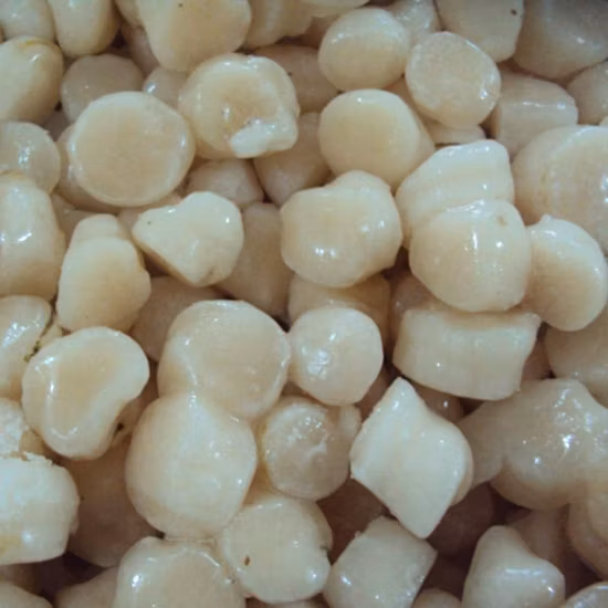 Sea Food Frozen Half Shell Scallop