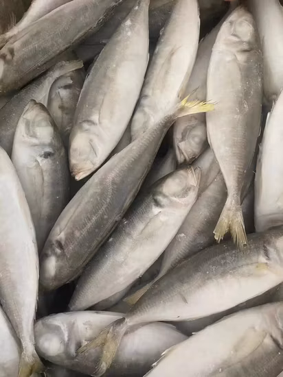 Wholesale Fish Whole Round Frozen Pacific Mackerel