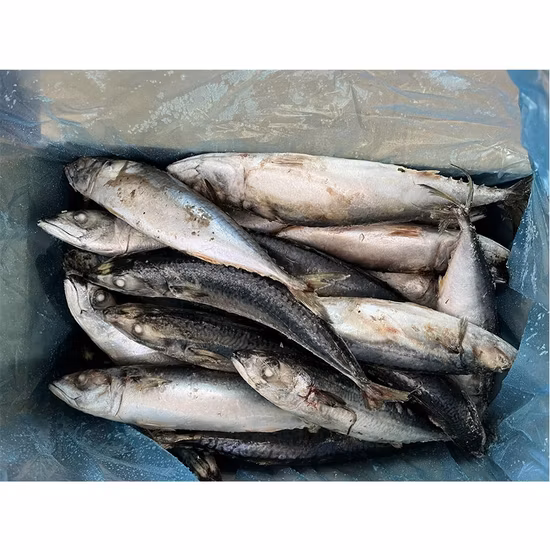 Big Size Frozen Pacific Mackerel Fish 300-500g