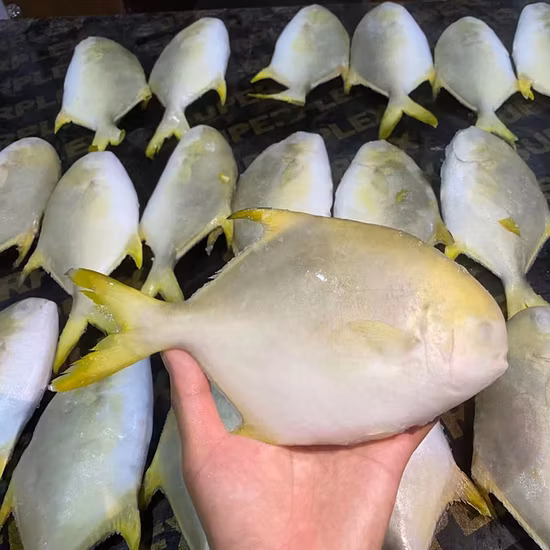 Whole Round Frozen Golden Pomfret Fish