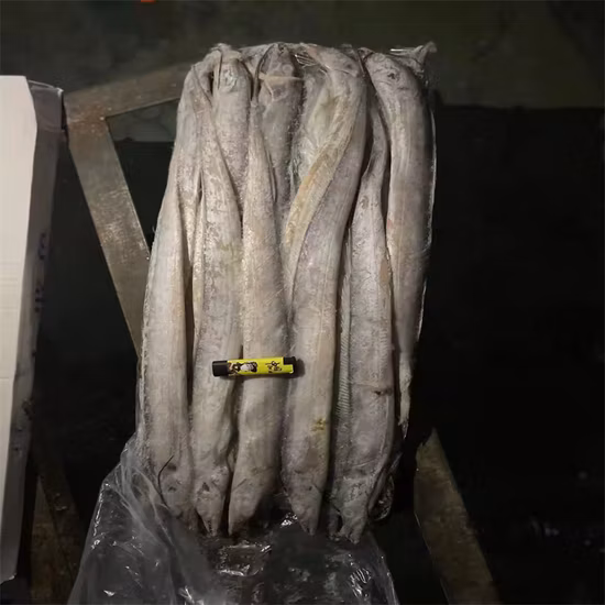 Wholesale Price Hairtail Fish Land Frozen Ribbon Fish
